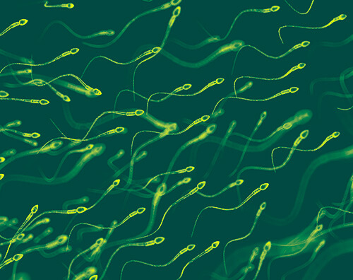 Semen biochemical tests